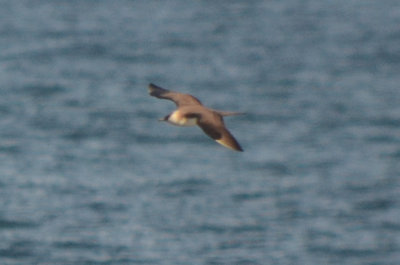 parasitic jaeger