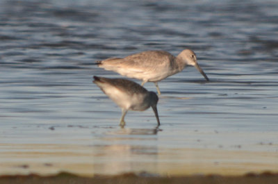 wester willet in back, eastern in foreground