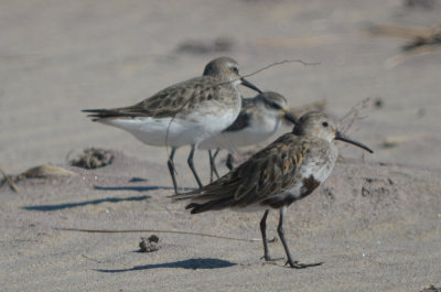 possible hybrid white-rumpedxdunlin behind dunlin(bird in front)