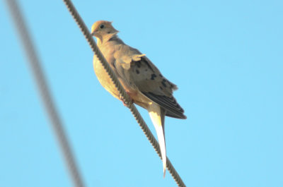 really interesting color juv mourning dove nahant