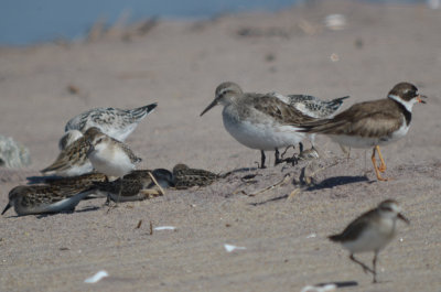 possible hybrid white-rumpedxdunlin big bird in middle