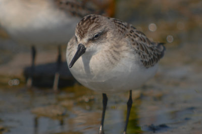 semiplamted sandpiper sandy point plum island