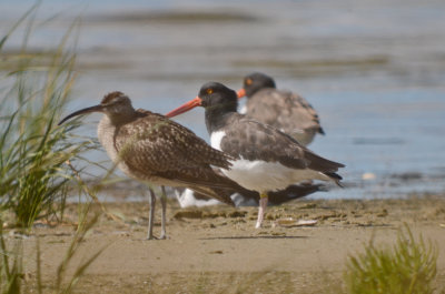 oyster catchers whimbrel