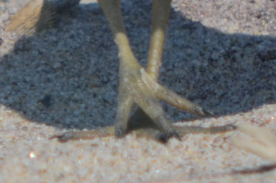 odd feet semipalmated plover sandy point plum island