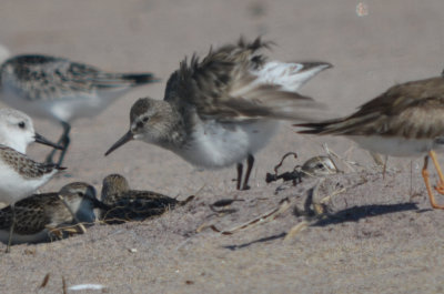 possible hybrid white-rumpedxdunlin shot of tail