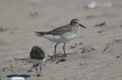 possible_whiterumpedxdunlin