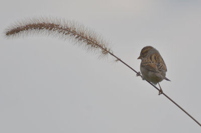 clay-colored sparrow wardens plum island