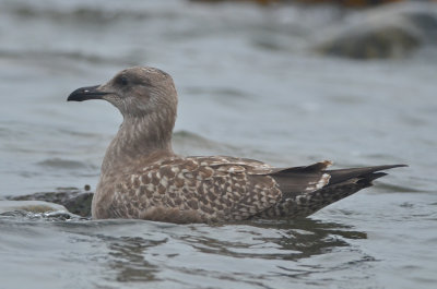 juv herring gull barhead rocks plum island