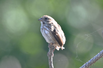 ops, song sparrow, where is your tail!