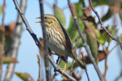 savanah sparrow, looking very light!