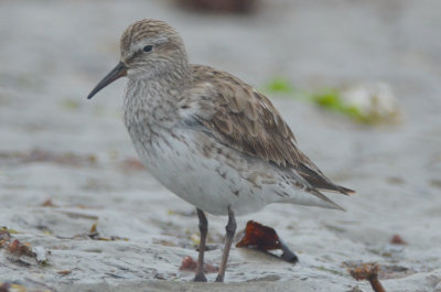 white-rumped sandpiper sandy point plum island