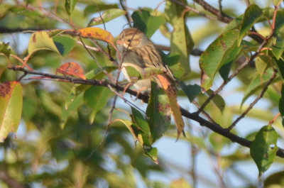 clay colored sparrow plum island