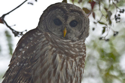 barred owl plum island