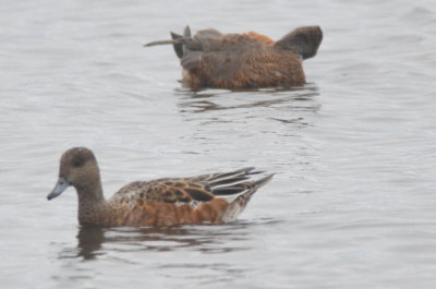 female eurasian? foreground, ???? what'e up with the one in background?