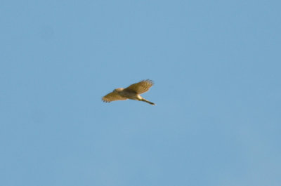 looking like a goshawk, not sure...... spencer pierce farm