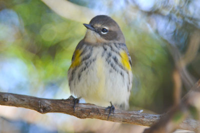 cute little yellow rump 