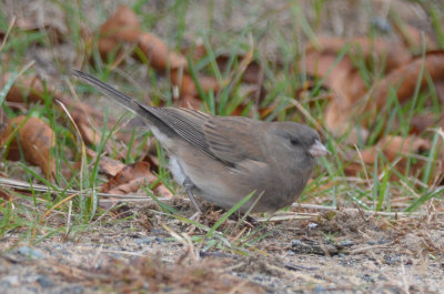 oregon looking type junco sandy point