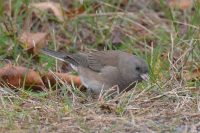 oregon looking type junco sandy point