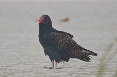 Turkey Vulture sandy point plum island