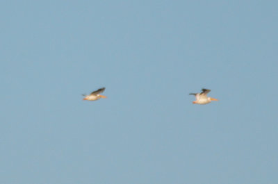 2 white pelicans flying over pi sound