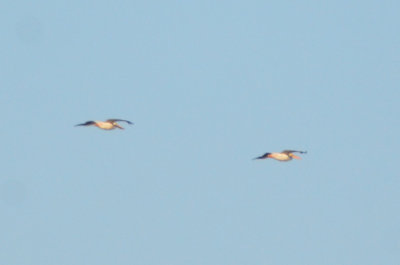 2 white pelicans flying over pi sound