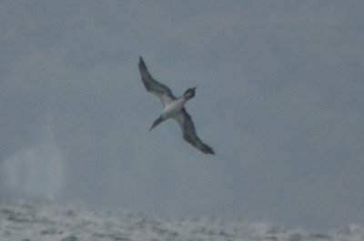 interesting gannet sandy point plum island