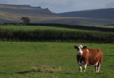 Cow and Tors.jpg