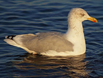 Gull.jpg