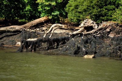 River Dart - the edge.jpg