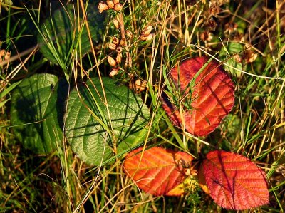 Green and Red