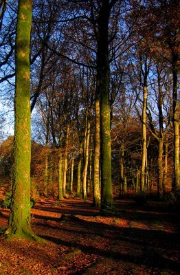 Late Afternoon Light