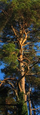 Scots Pine Detail