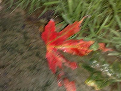 The First Leaf of Autumn.jpg