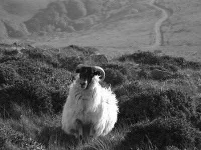 The Dartmoor Sheep.