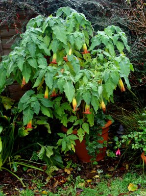 The Last Days of the Angels Trumpet