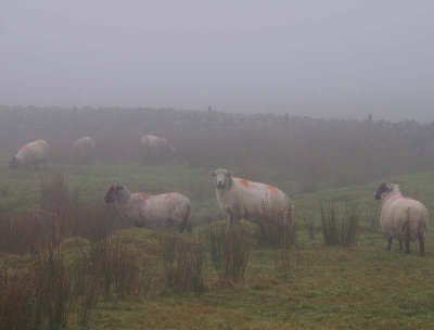 Dartmoor Sheep in the mist