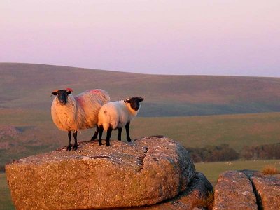 2 Sheep on a rock
