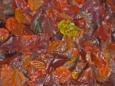 Autumn Forest Floor.jpg
