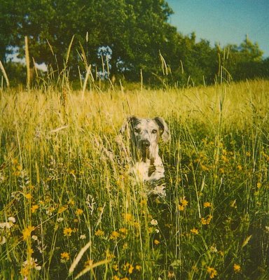 Kerry in the Grass