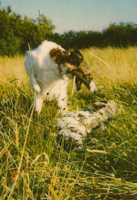 Misha & Kerry Playing in the long grass circa 1993/4