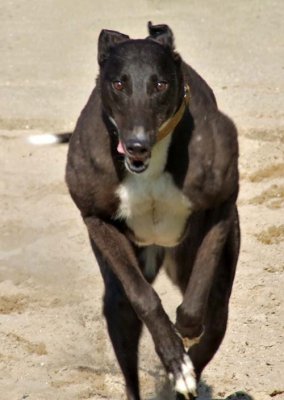 Peggy at speed in the sand