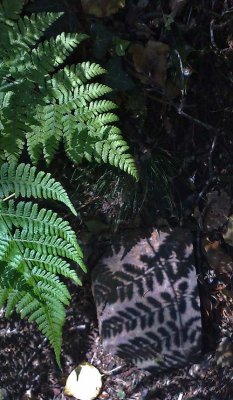Fern Shadow 'Fossil'