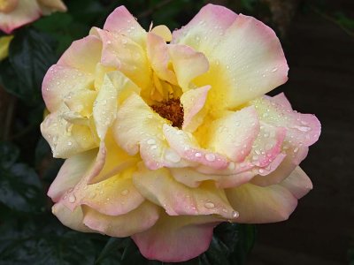 Raindrops on Rose Petals.jpg