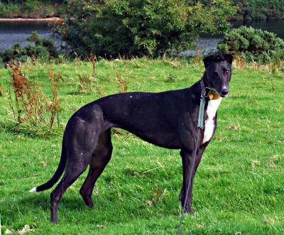 Peggy's Gallery - a little black greyhound's journey into the great wide open