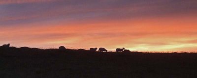 Dartmoor Sheep on the horizon.