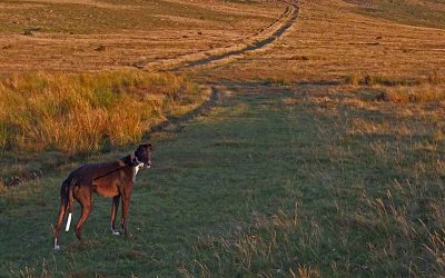 Evening Walk on the Moor