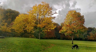 Autumn In The Park.jpg