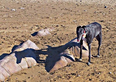 Peggy Beach Shadow.jpg