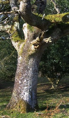 An  Ent?