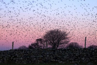 A Blizzard of Starlings